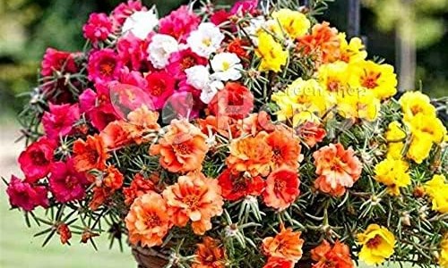 药材元胡多少钱一斤元胡价格-元胡片价格专区_元胡饮片价格专区_搜索浙江中药元胡价格网