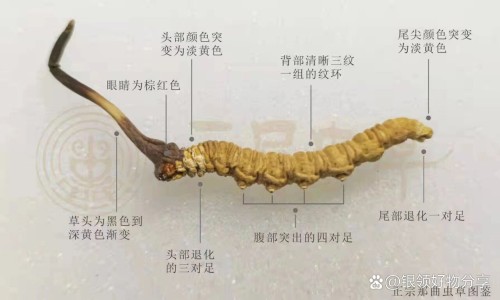 浙元胡功效-元胡片价格专区_元胡饮片价格专区_搜索浙江中药元胡价格网